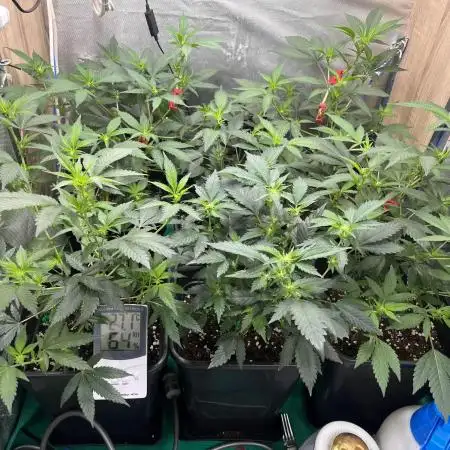 :) Lemon Thay Kush- MarsHydro 150W