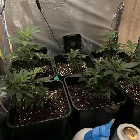 :) Lemon Thay Kush- MarsHydro 150W