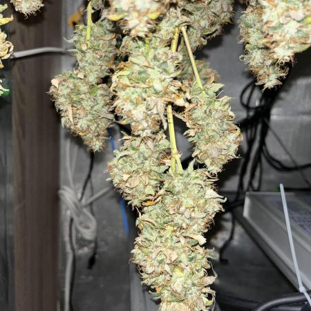 GELATO SOG :D CLONES :D 3CROP!