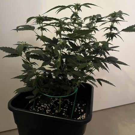 :) Lemon Thay Kush- MarsHydro 150W