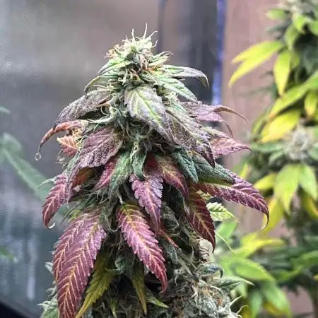 GELATO SOG :D CLONES :D 3CROP!