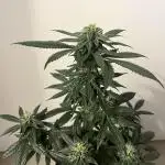 GELATO SOG :D CLONES :D 3CROP!
