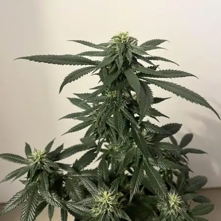 GELATO SOG :D CLONES :D 3CROP!