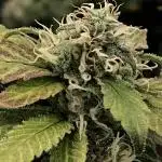 GELATO SOG :D CLONES :D 3CROP!