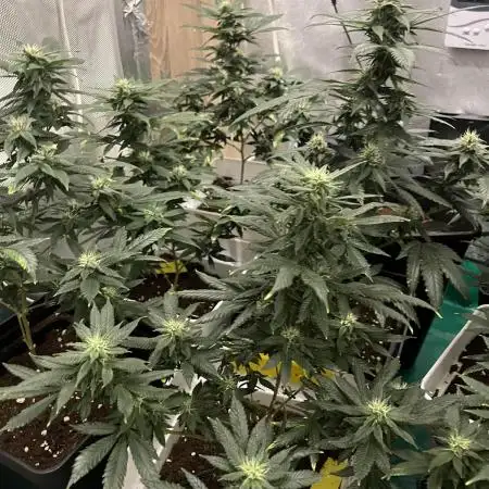 GELATO SOG :D CLONES :D 3CROP!