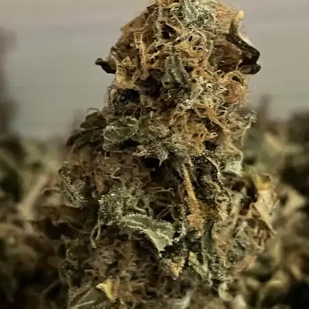 GELATO SOG :D CLONES :D 3CROP!