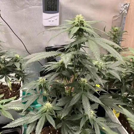 GELATO SOG :D CLONES :D 3CROP!