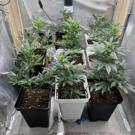 GELATO SOG :D CLONES :D 3CROP!