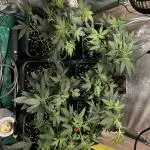 :) Lemon Thay Kush- MarsHydro 150W