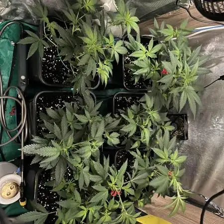 :) Lemon Thay Kush- MarsHydro 150W
