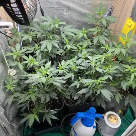 :) Lemon Thay Kush- MarsHydro 150W