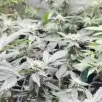 :) Lemon Thay Kush- MarsHydro 150W