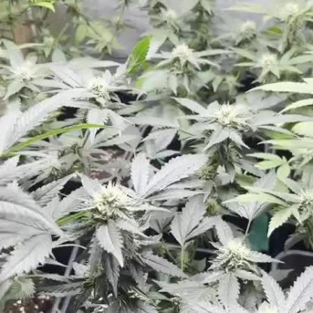 :) Lemon Thay Kush- MarsHydro 150W