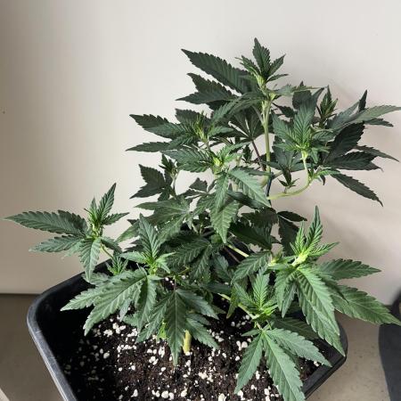 2º Croop! X4 GreenPoison (150W)