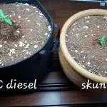 Second grow 2 autos 2 strains