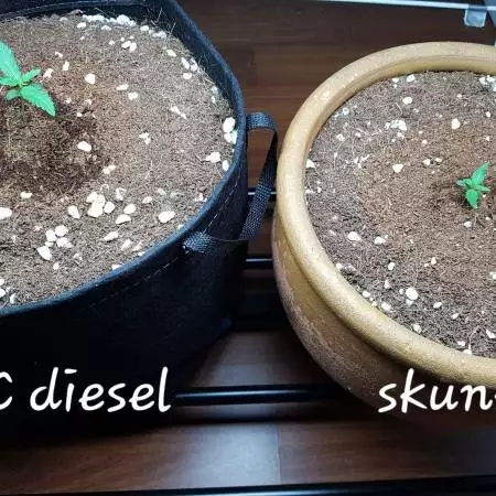 Second grow 2 autos 2 strains