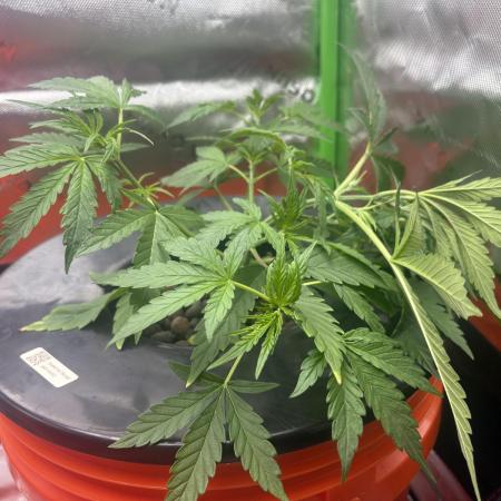 Royal Jack Auto- RQS (my second grow!)