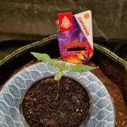 Slurricane