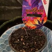 Slurricane