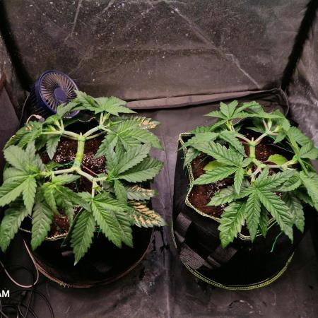 Sticky Broccoli - Eternity Grow Cup 2026