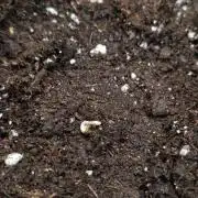 Sticky Broccoli - Eternity Grow Cup 2026