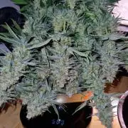 Sticky Broccoli - Eternity Grow Cup 2026