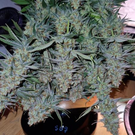 Sticky Broccoli - Eternity Grow Cup 2026