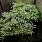 White Runtz