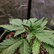 Slurricane