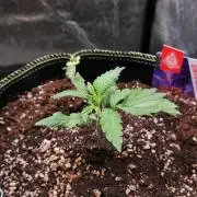 Slurricane