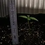Bruce Banner 3