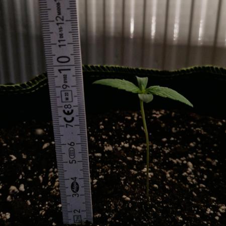 Bruce Banner 3