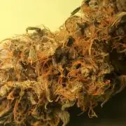 Sticky Broccoli - Eternity Grow Cup 2026