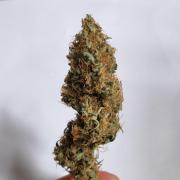 Sticky Broccoli - Eternity Grow Cup 2026