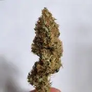 Sticky Broccoli - Eternity Grow Cup 2026