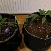 Sticky Broccoli - Eternity Grow Cup 2026