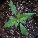 Bruce Banner 3