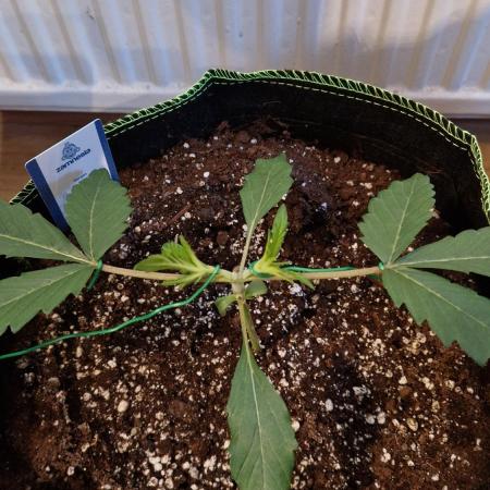 Bruce Banner 3