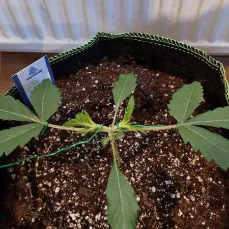 Bruce Banner 3