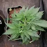Slurricane