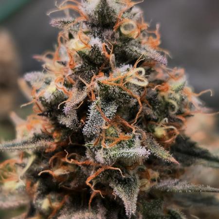 Sticky Broccoli - Eternity Grow Cup 2026