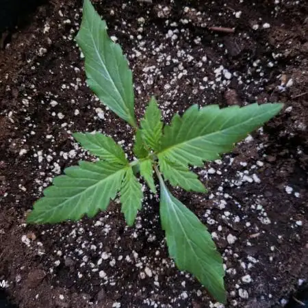 Bruce Banner 3