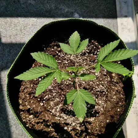 White Runtz