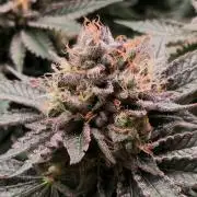 Bruce Banner 3
