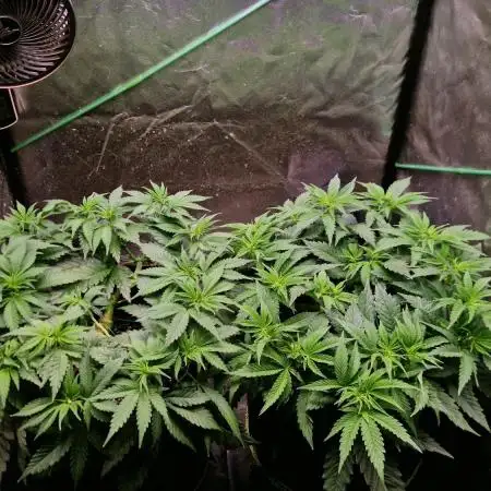 Sticky Broccoli - Eternity Grow Cup 2026
