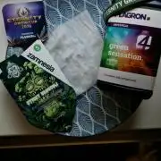 Sticky Broccoli - Eternity Grow Cup 2026