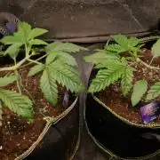 Sticky Broccoli - Eternity Grow Cup 2026