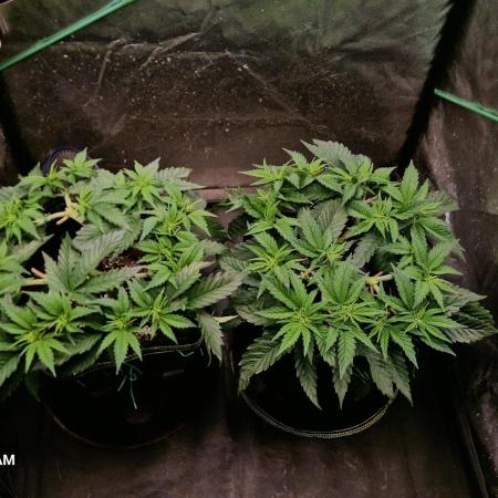 Sticky Broccoli - Eternity Grow Cup 2026