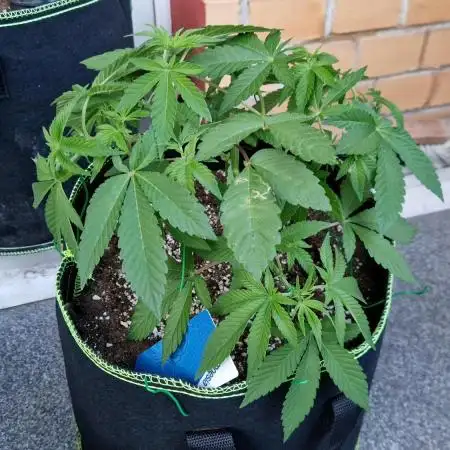 White Runtz