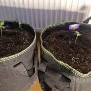 Sticky Broccoli - Eternity Grow Cup 2026